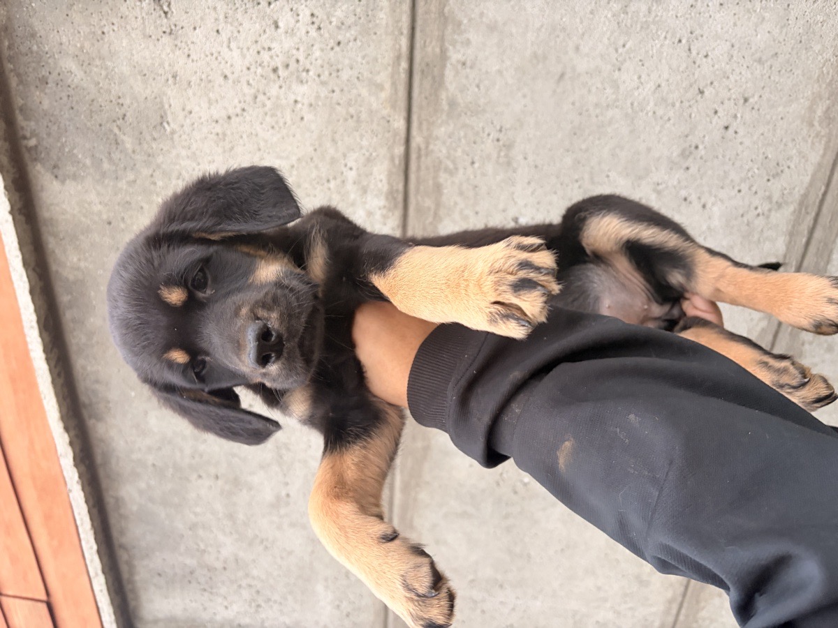 Foto de Perrito