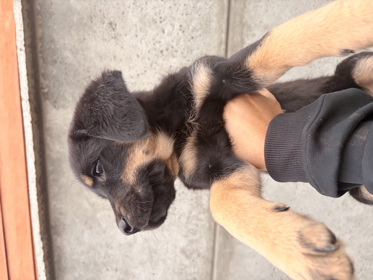 Foto de Perrito