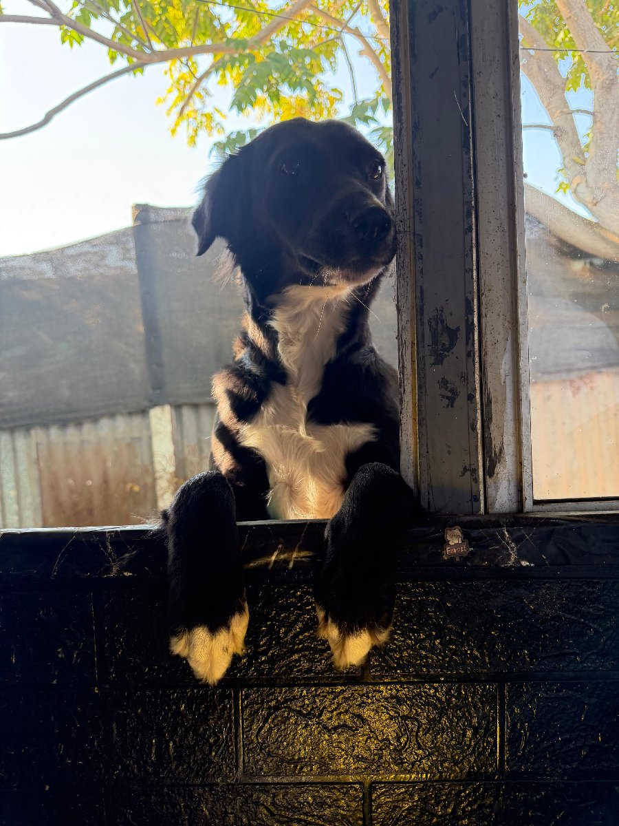 Foto de Yasu, perro en adopción