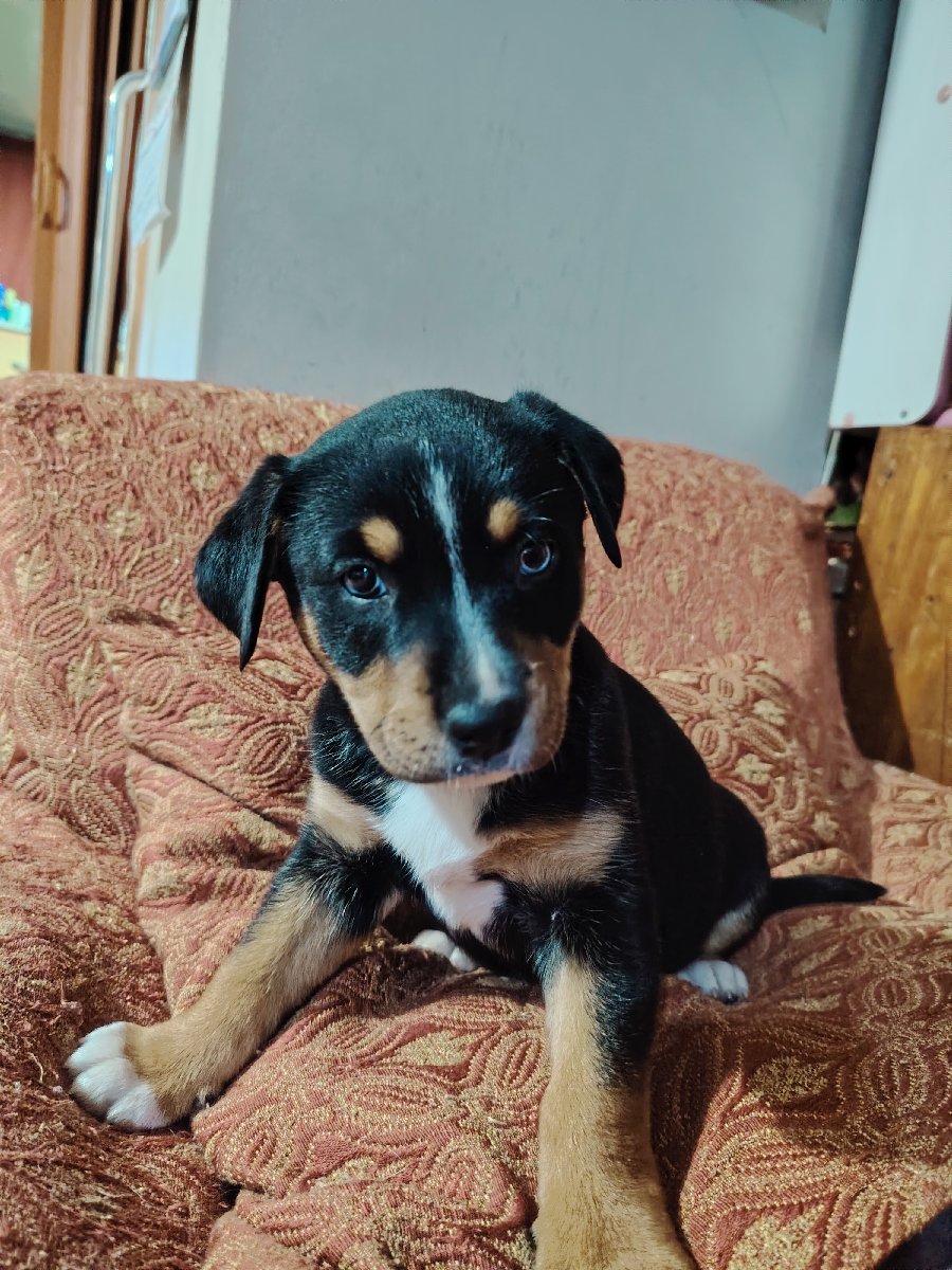 Foto de Perrito
