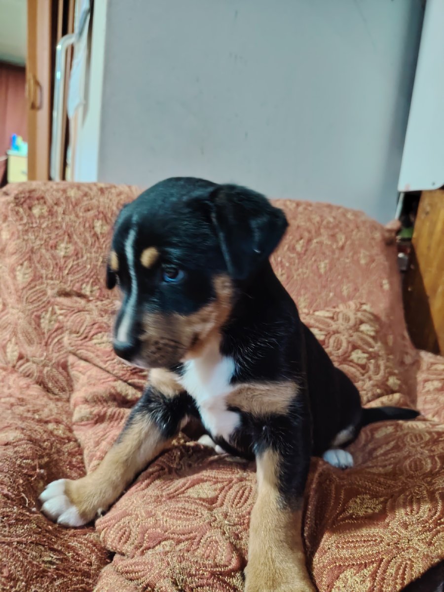 Foto de Perrito