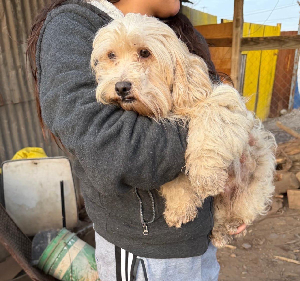 Foto de León, perro en adopción