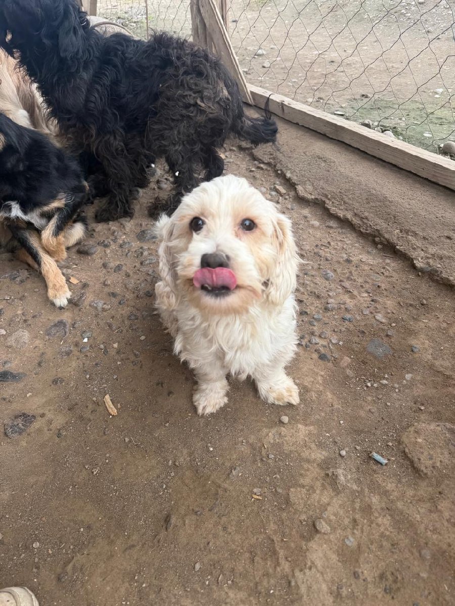 Foto de León