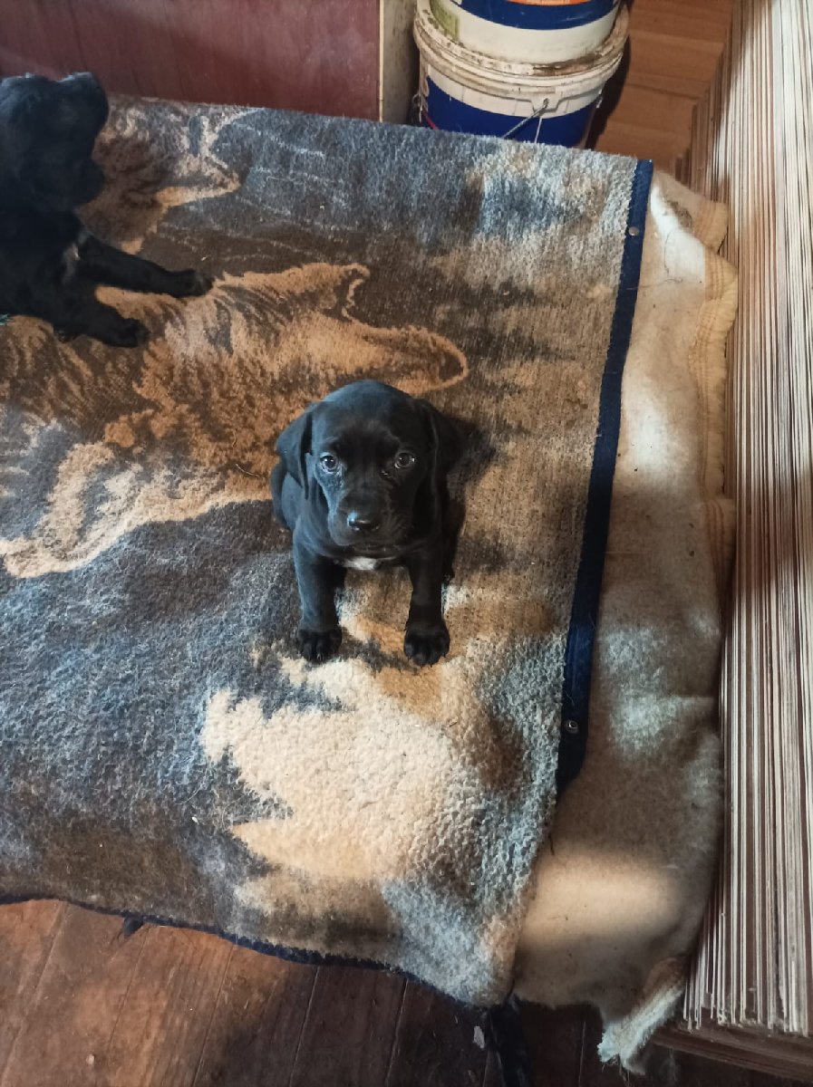 Foto de Perrito, perro en adopción en Talcahuano