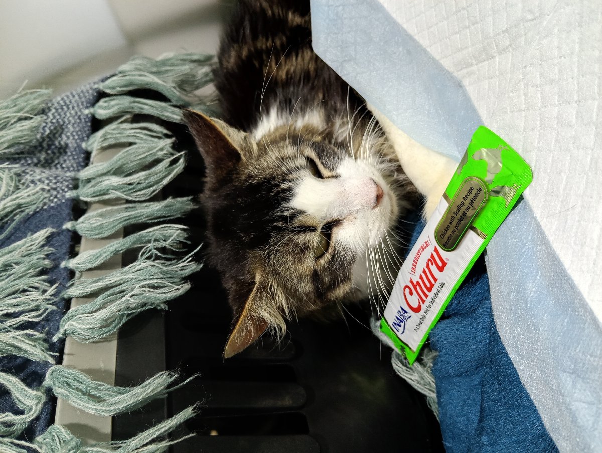 Foto de Mar, gato en adopción en Talcahuano