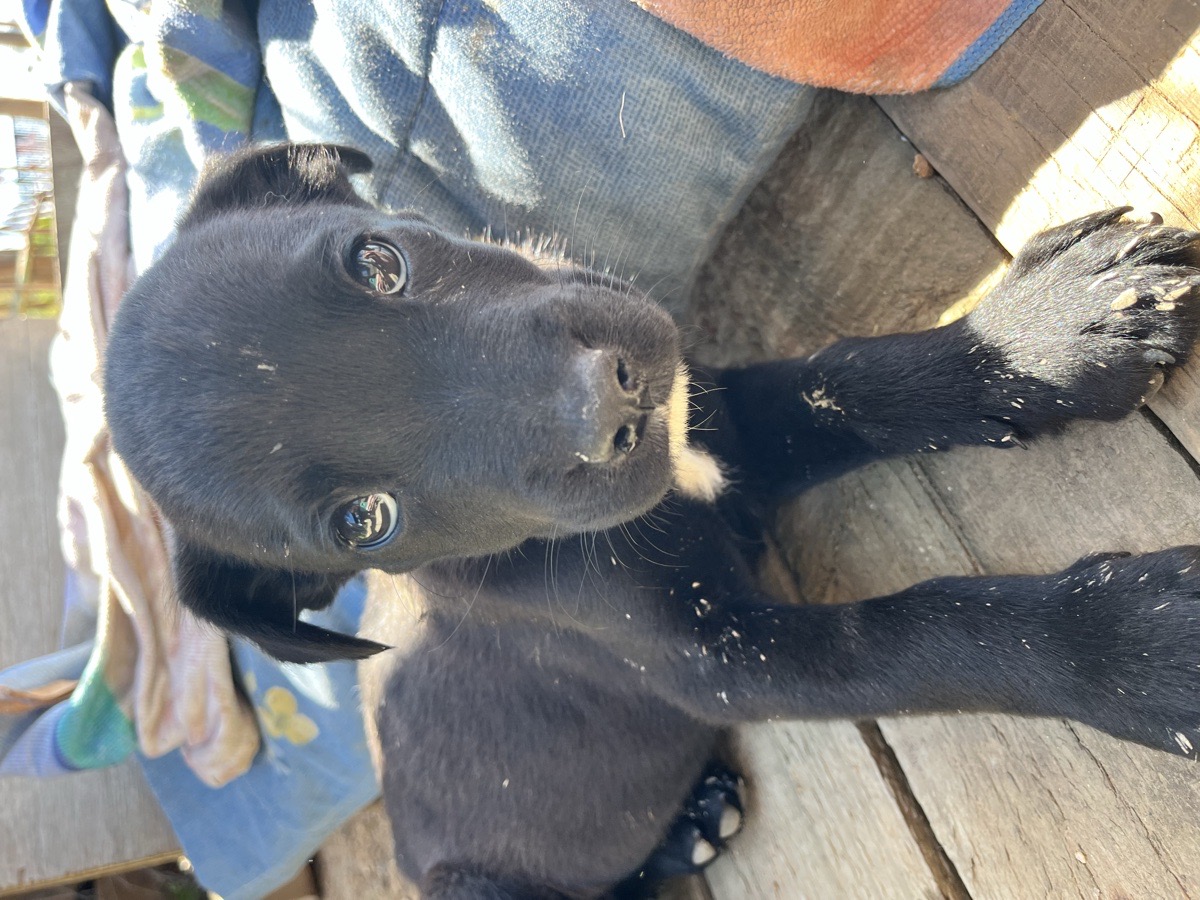 Foto de Perrito, perro en adopción en Concón