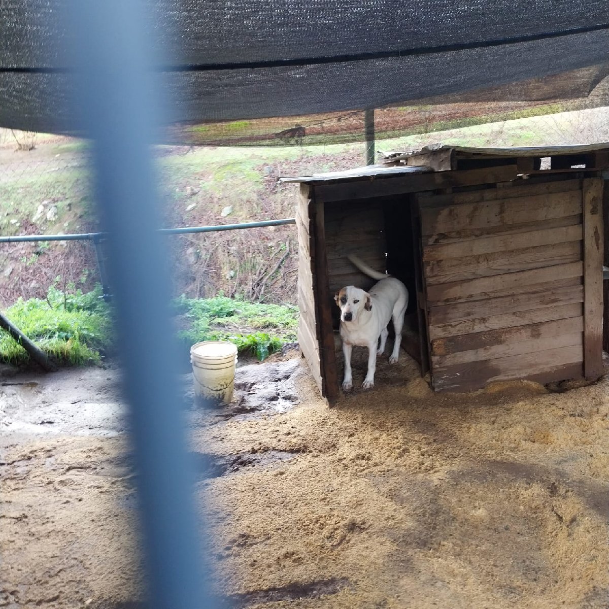 Foto de Perrito, perro en adopción en Talca