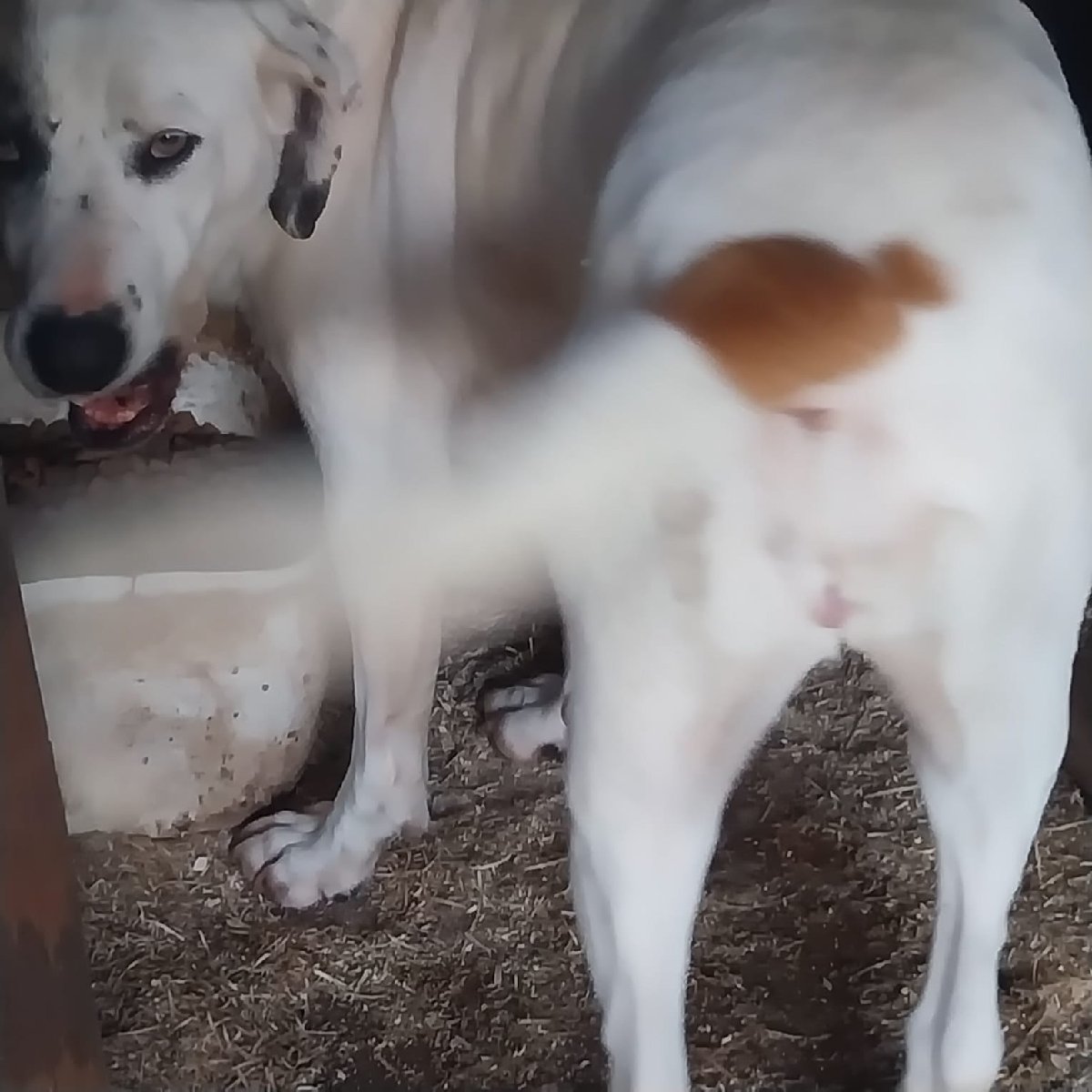 Foto de Perrito
