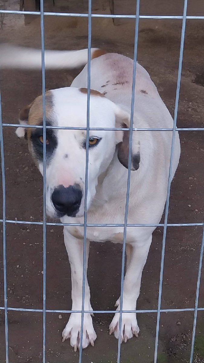 Foto de Perrito