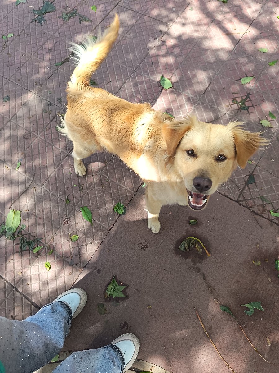 Foto de Perrito, perro en adopción en Santiago