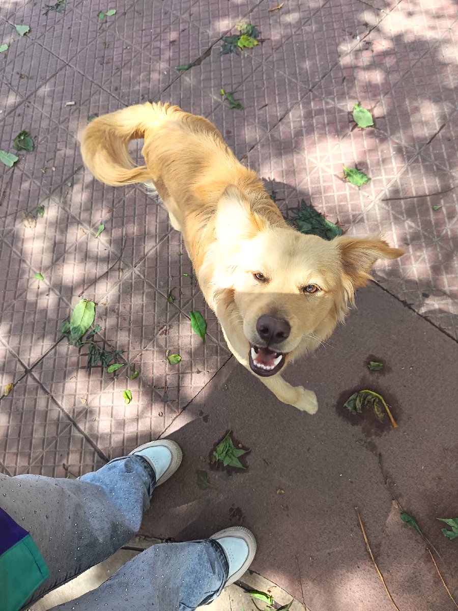 Foto de Perrito