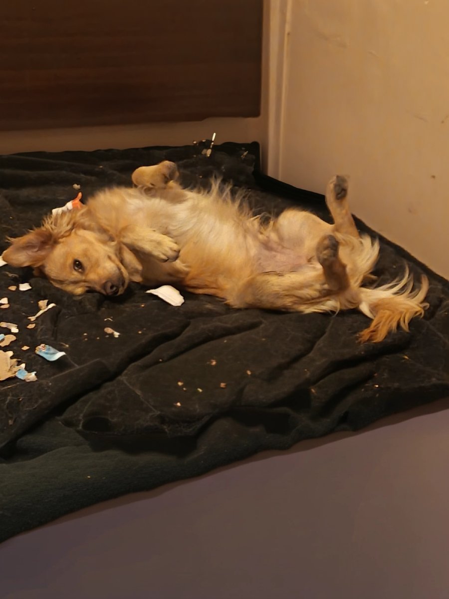 Foto de Perrito