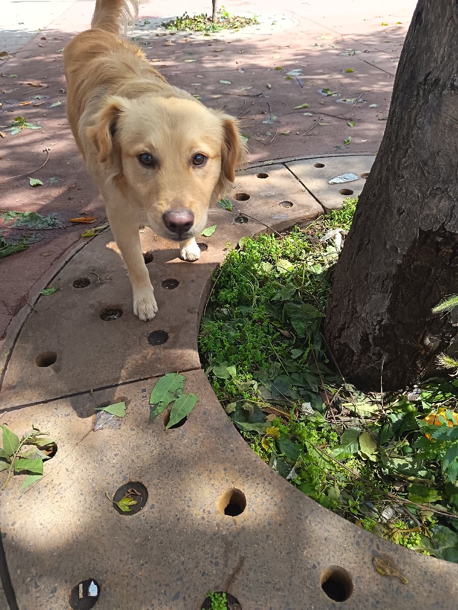 Foto de Perrito