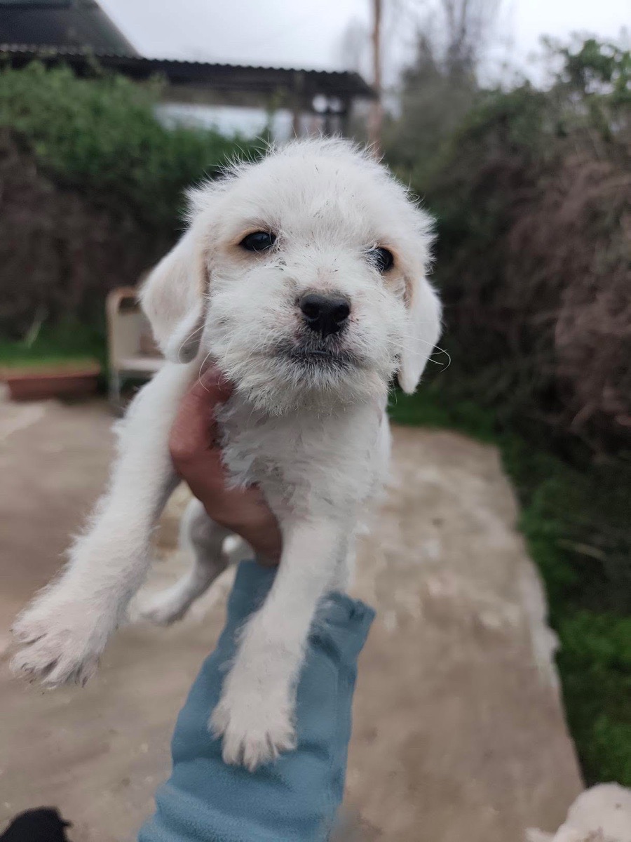Foto de Perrito