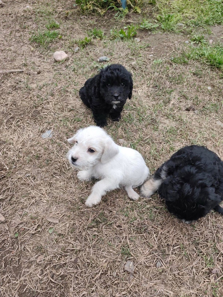 Foto de Perrito