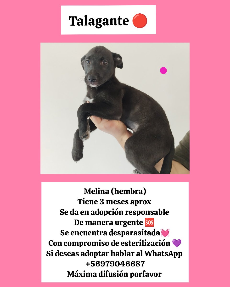 Foto de Perrito