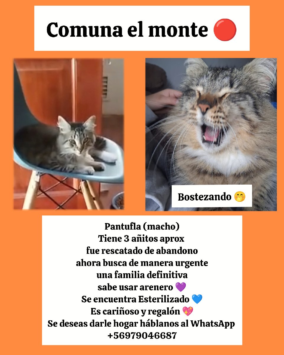 Foto de Gatito