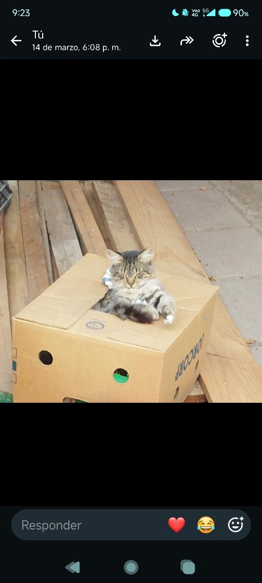 Foto de Gatito