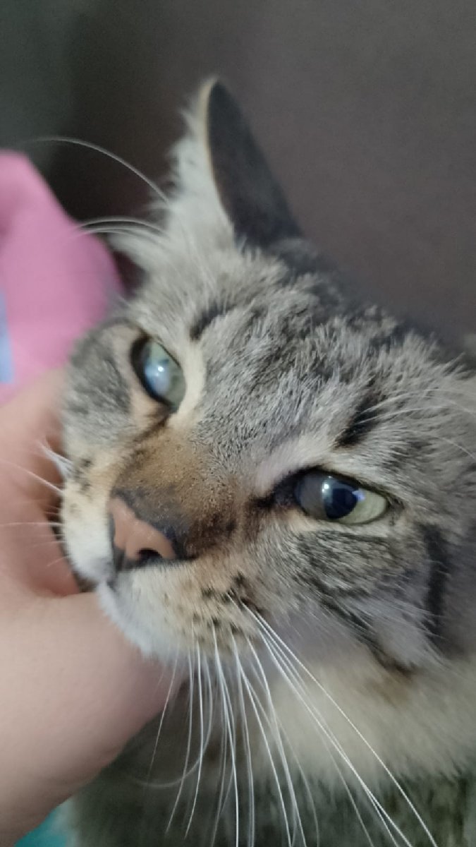 Foto de Gatito