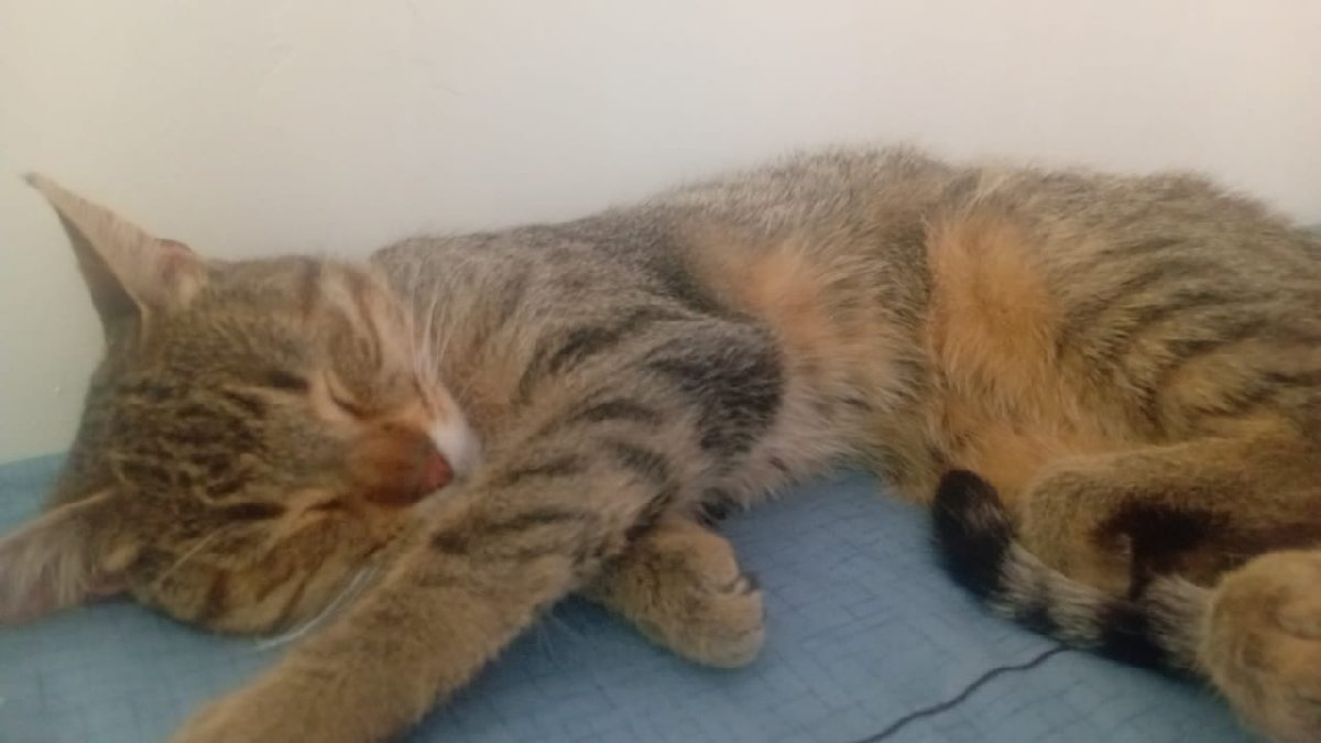 Foto de Gatito