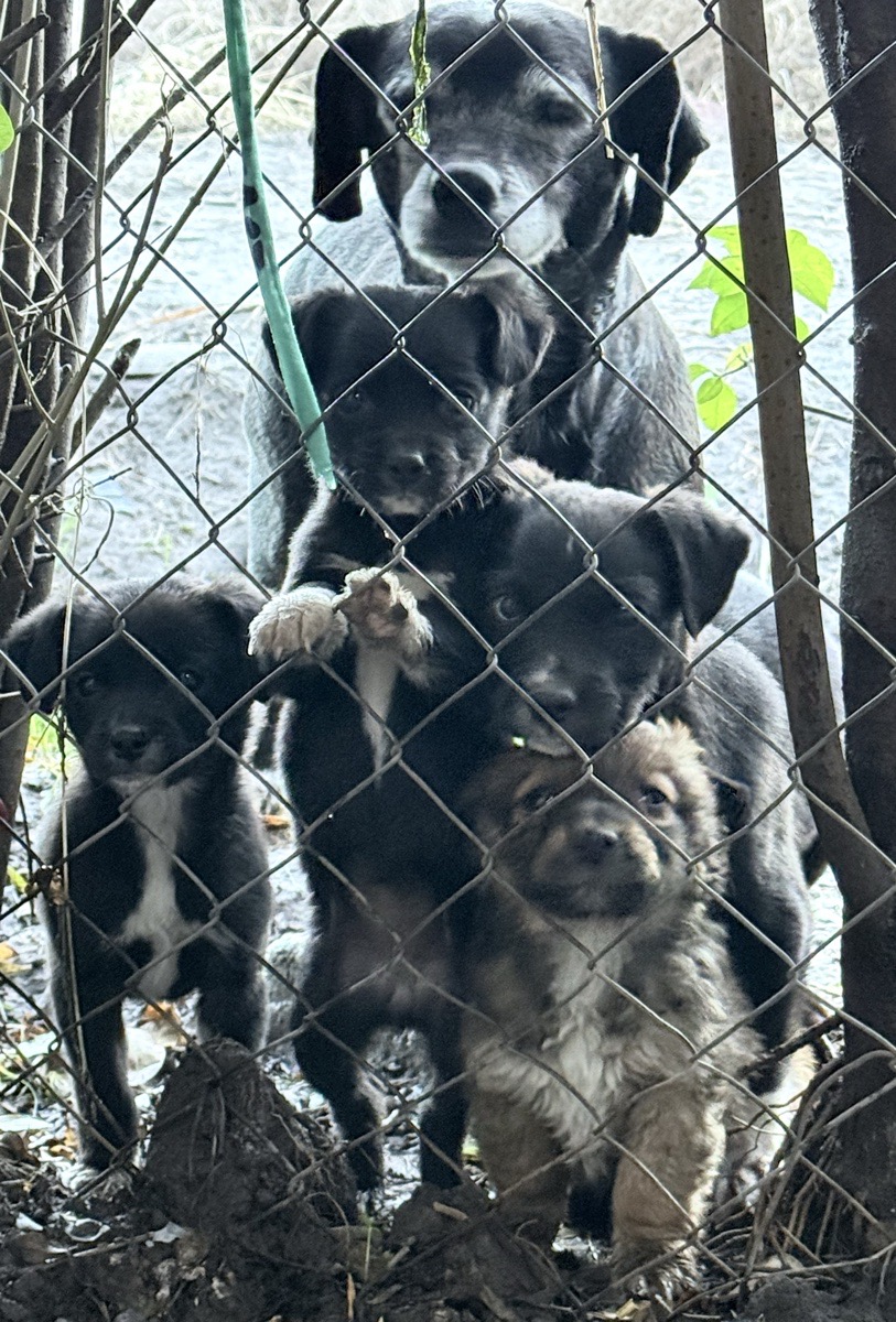 Foto de “Solo necesitamos un hogar”, perro en adopción en Rinconada