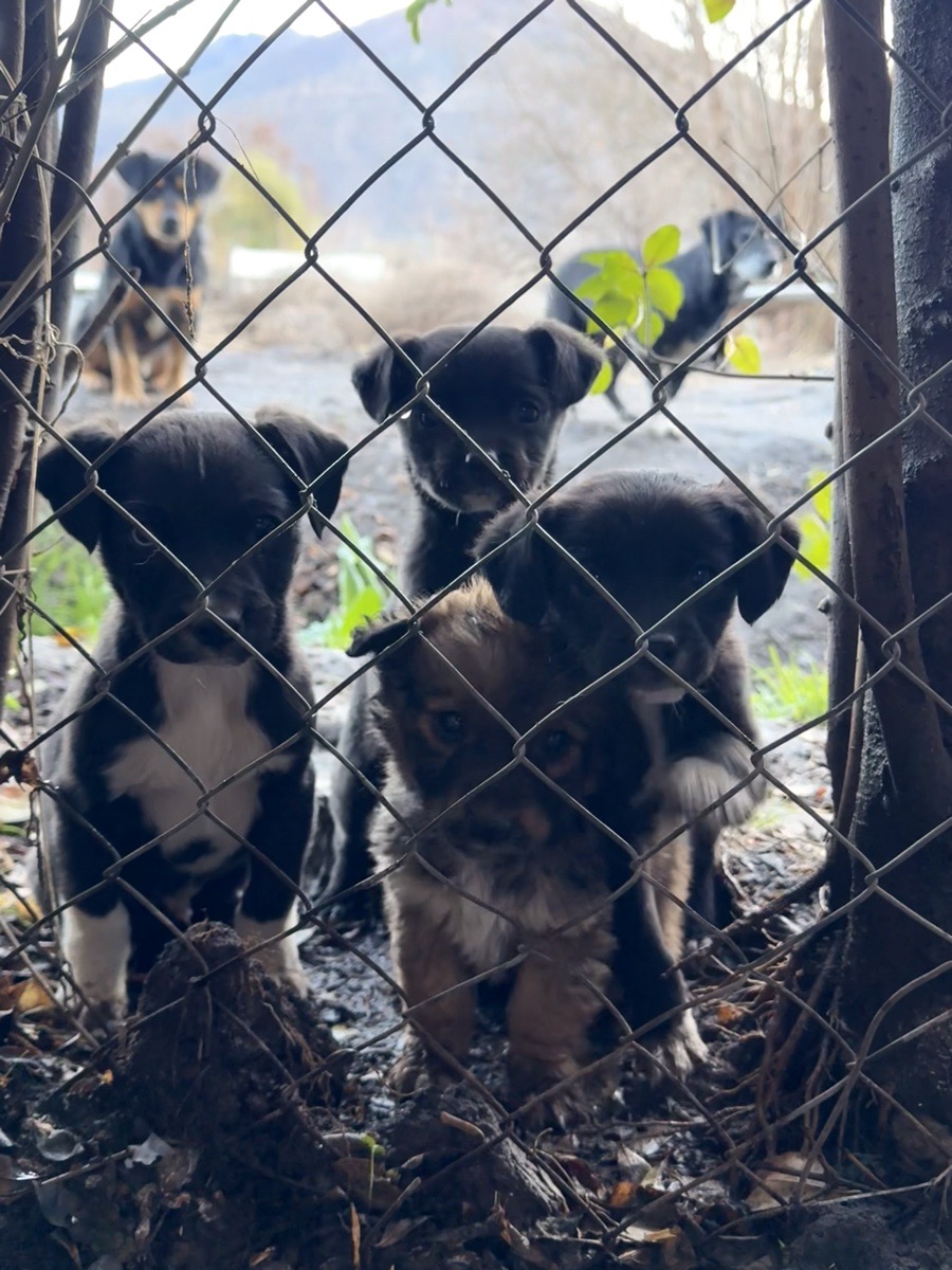 Foto de “Solo necesitamos un hogar”