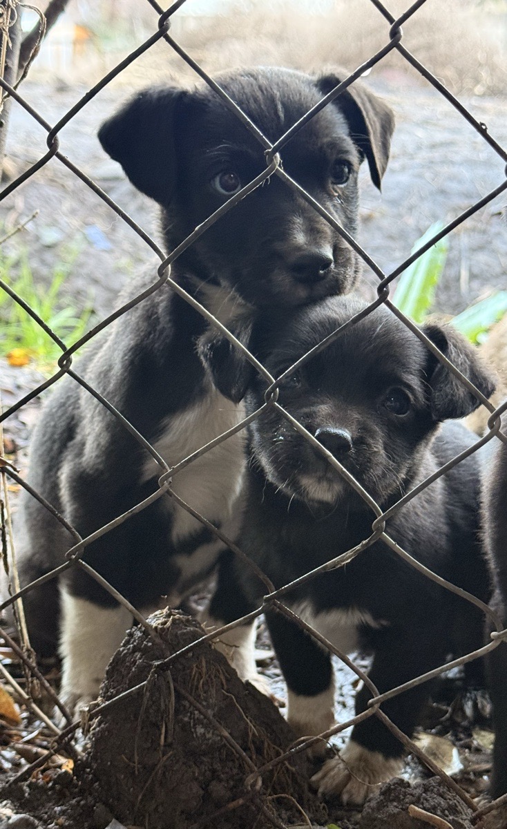 Foto de “Solo necesitamos un hogar”