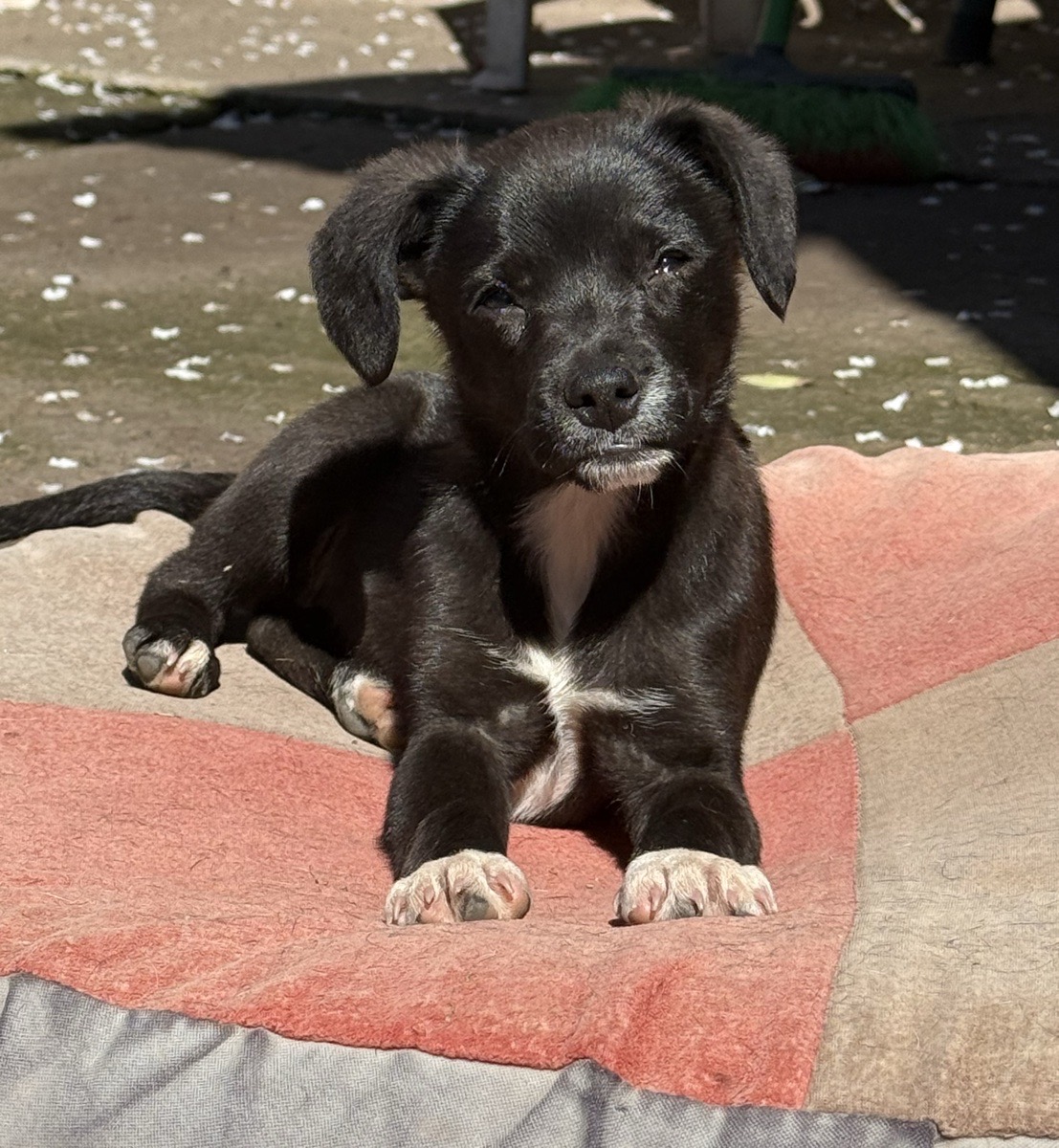Foto de “Solo necesito un hogar”
