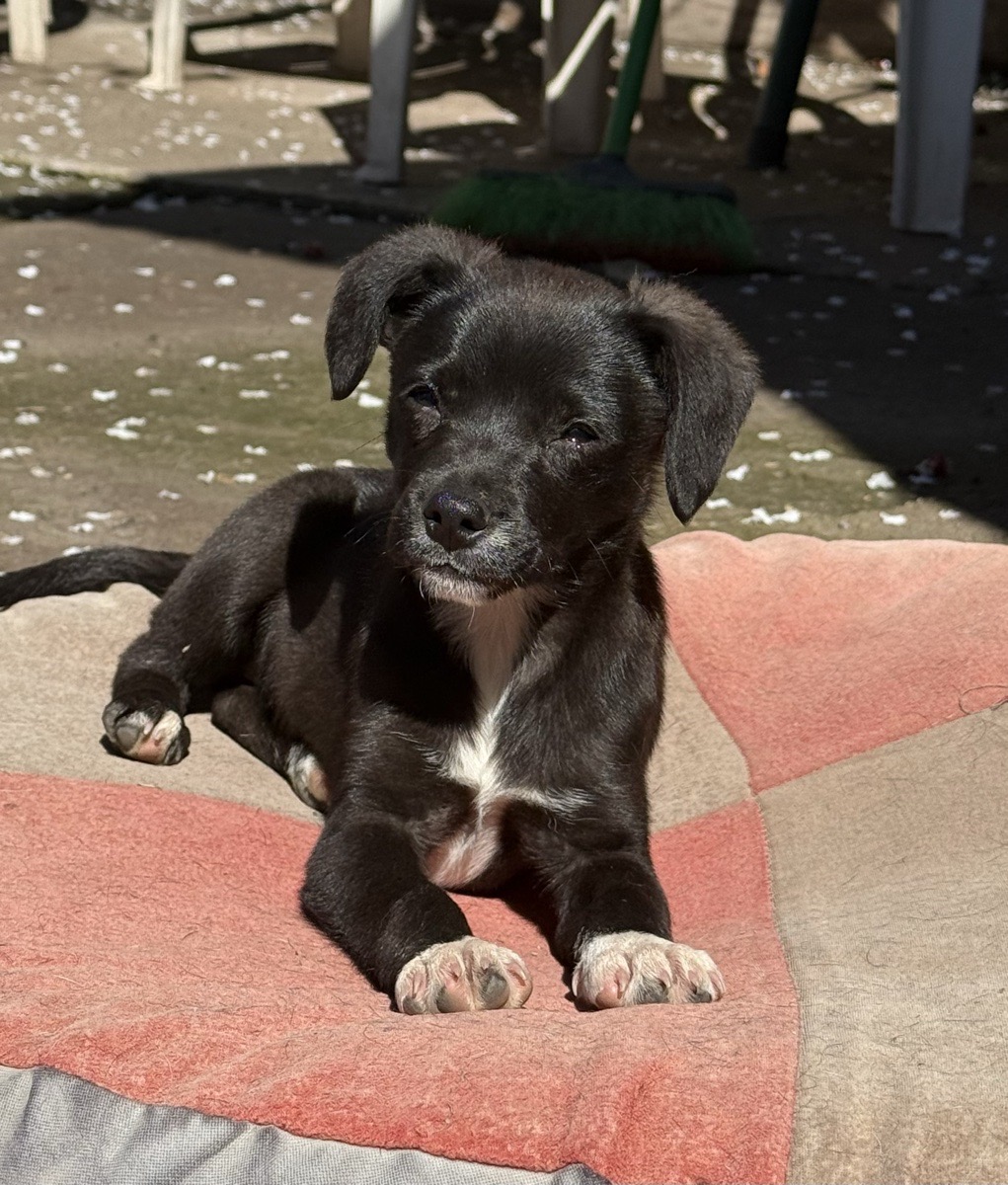 Foto de “Solo necesito un hogar”