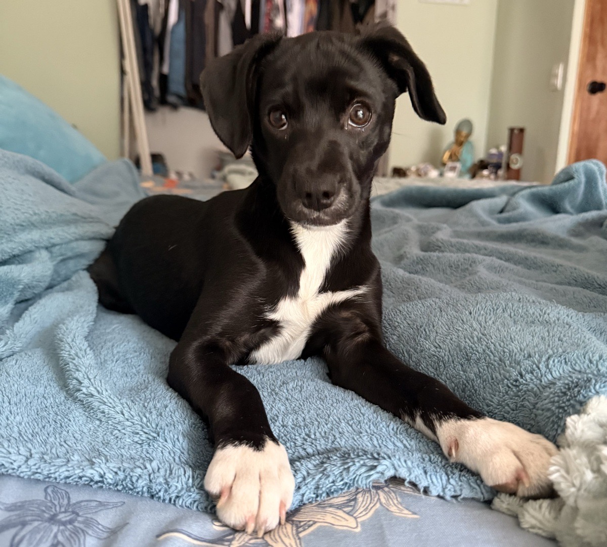 Foto de Un hogar para Luna, perro en adopción en San Felipe