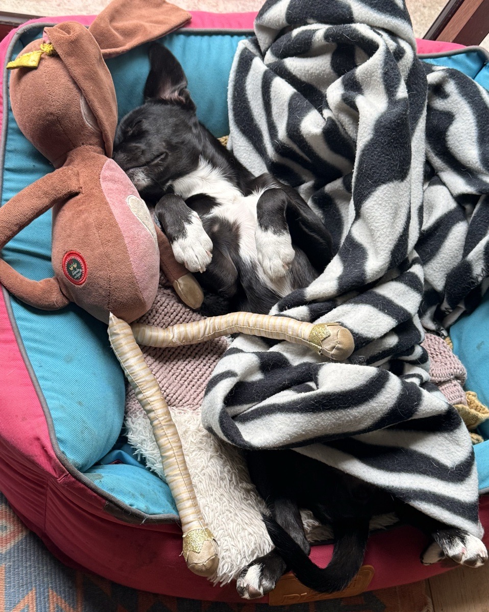 Foto de Un hogar para Luna