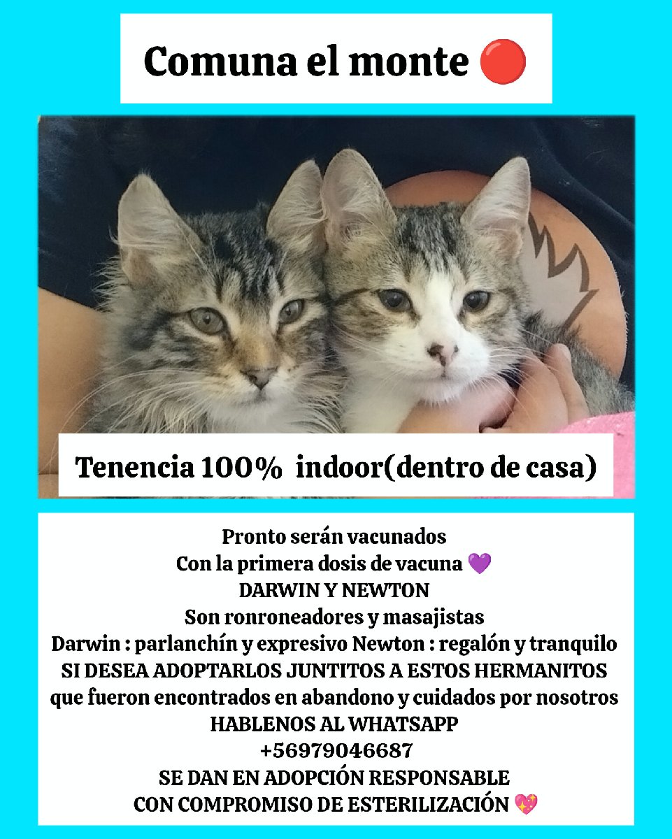 Foto de Darwin y Newton en Adopción responsable 💖 si desea adoptarlos háblenos al WhatsApp+56979046687 máxima difusión porfavor 🙏🏽💖