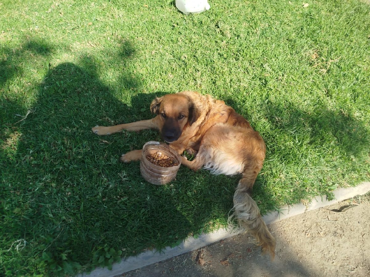 Foto de Kira, perro en adopción en La Pintana