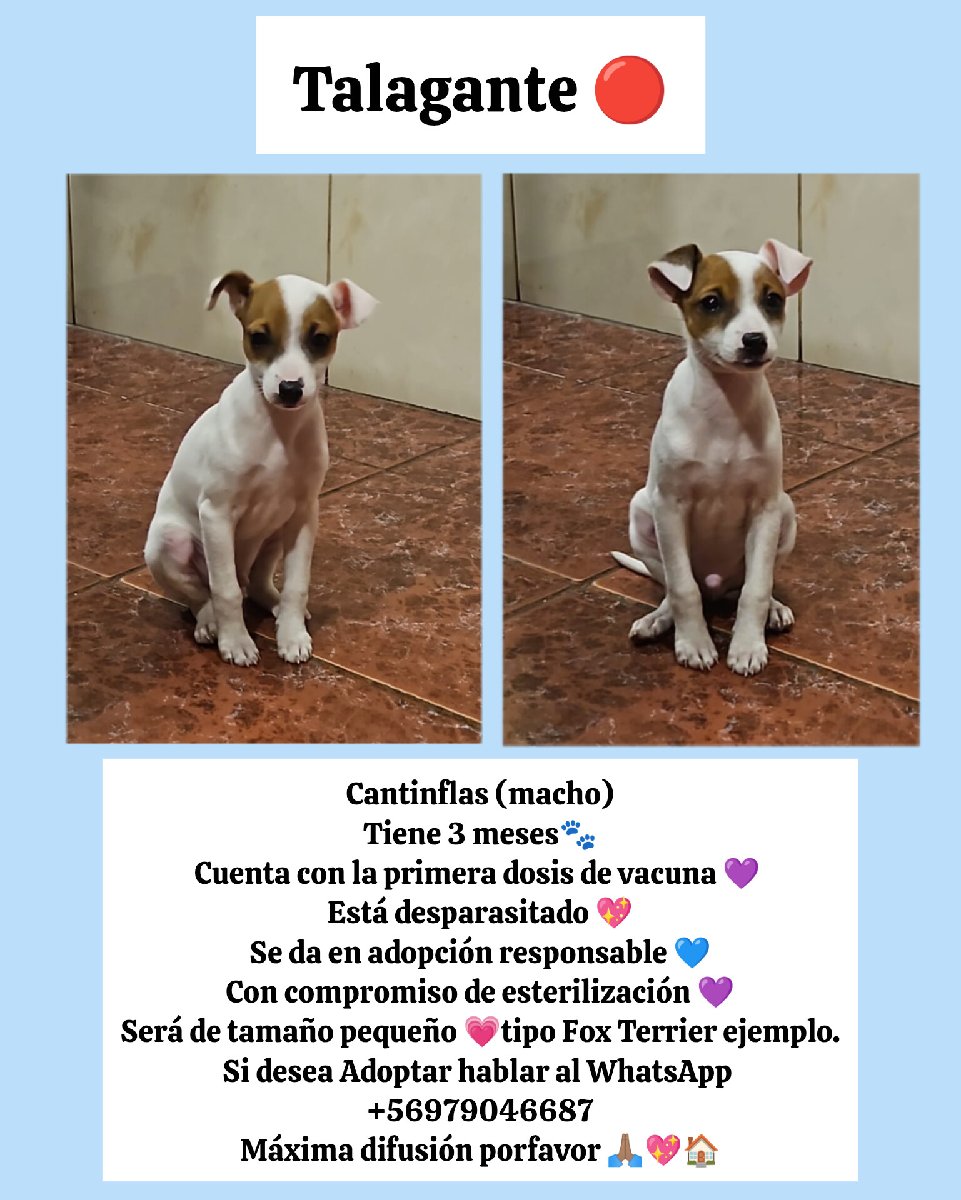 Foto de Cantinflas ADOPTADO 💓