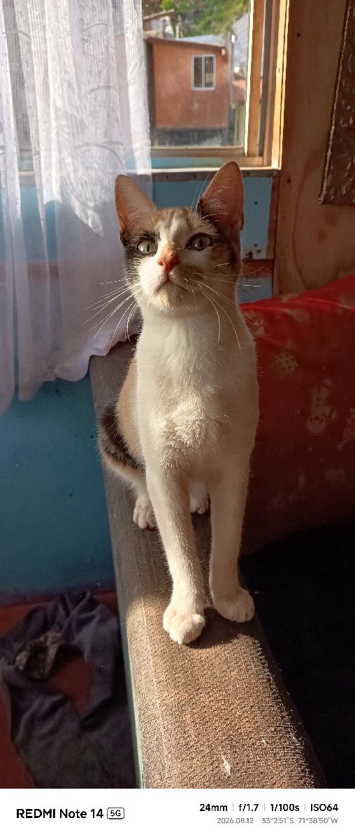 Foto de Gatito