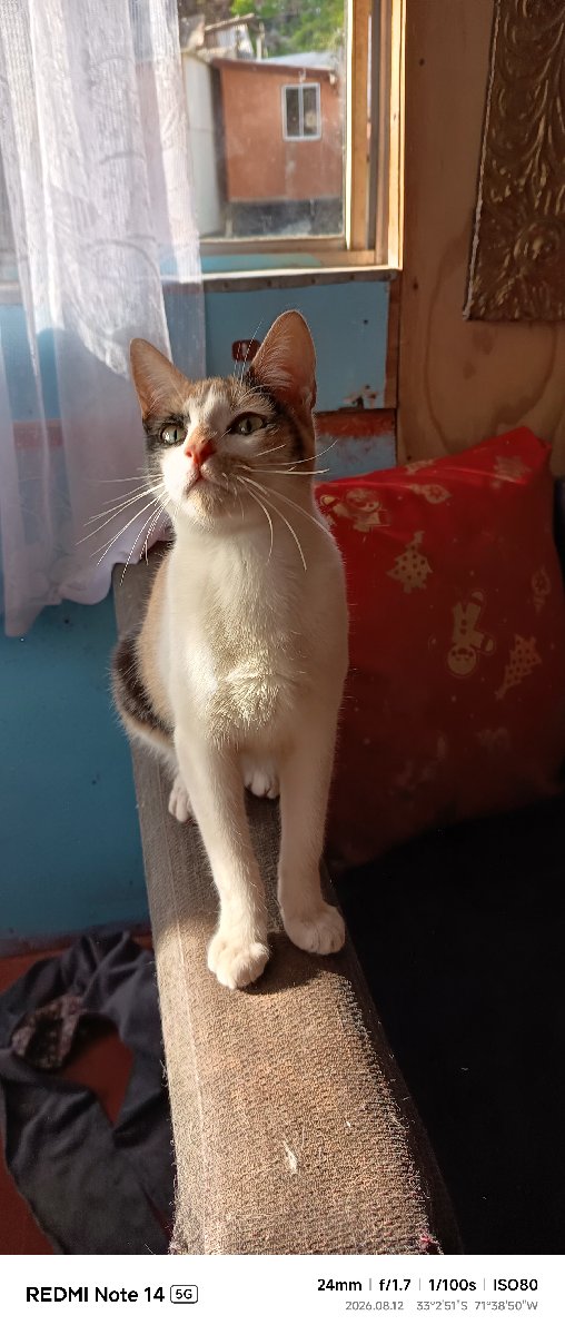 Foto de Gatito