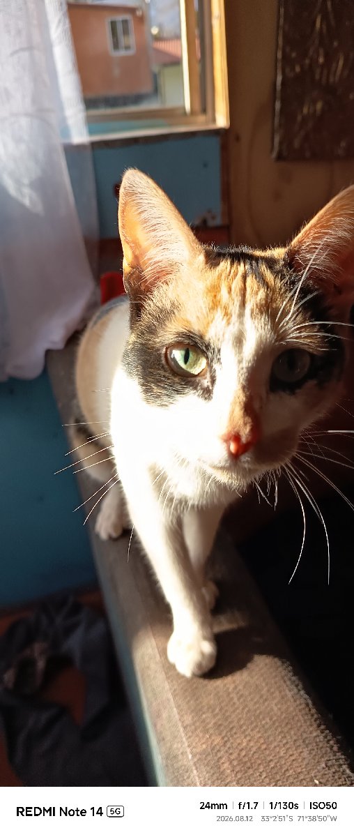 Foto de Gatito