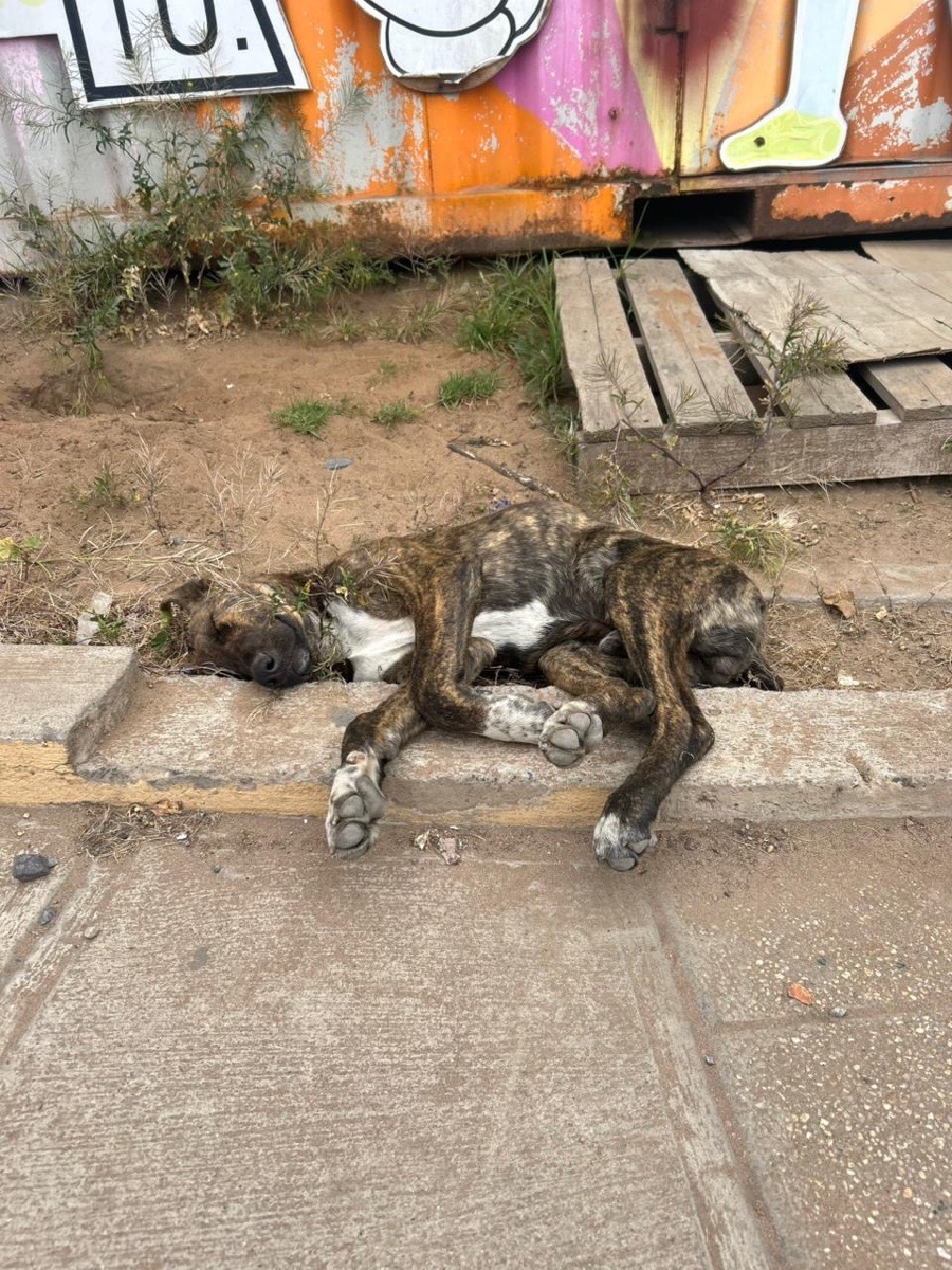 Foto de tigre