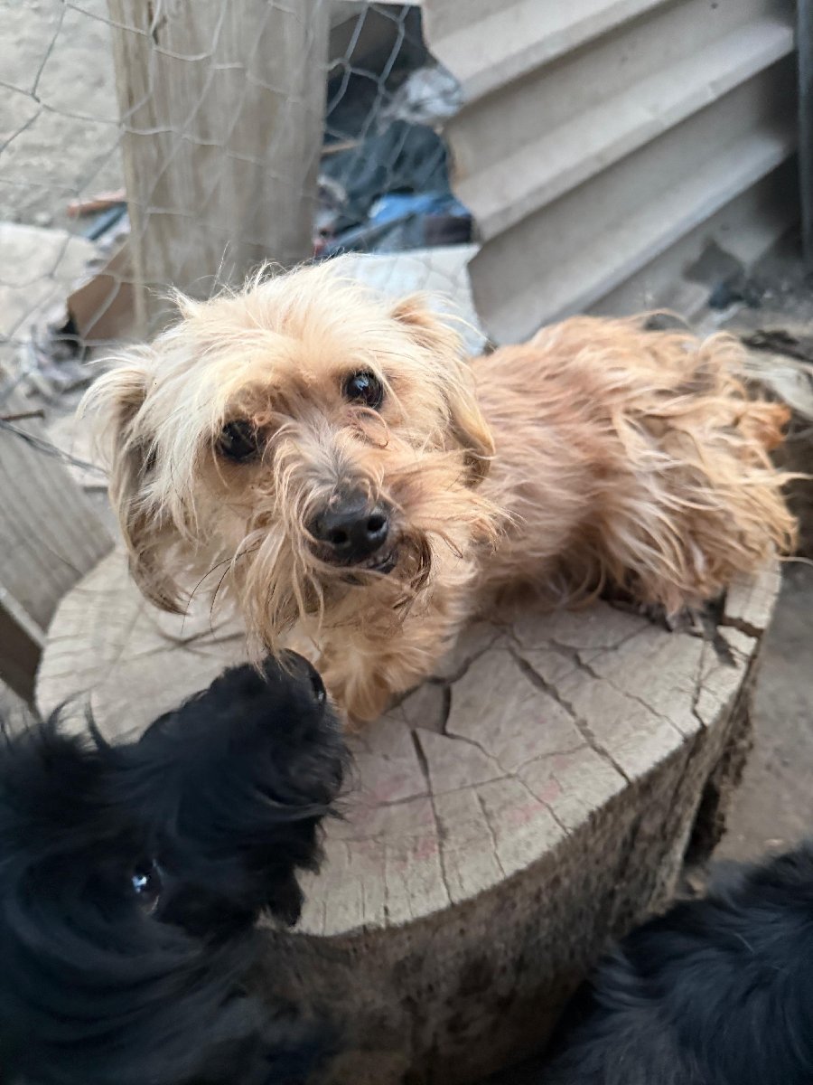 Foto de Toti