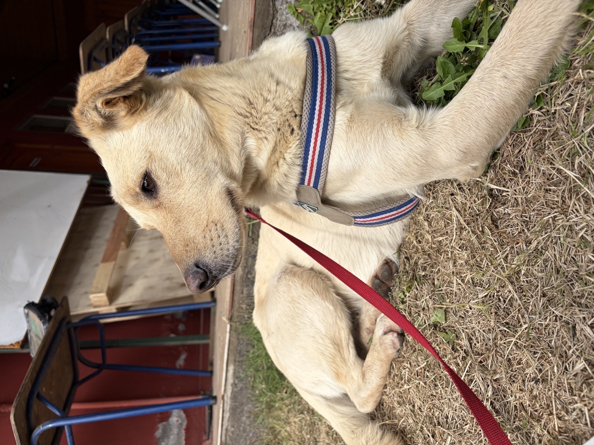 Foto de Perrito, perro en adopción en Malloa