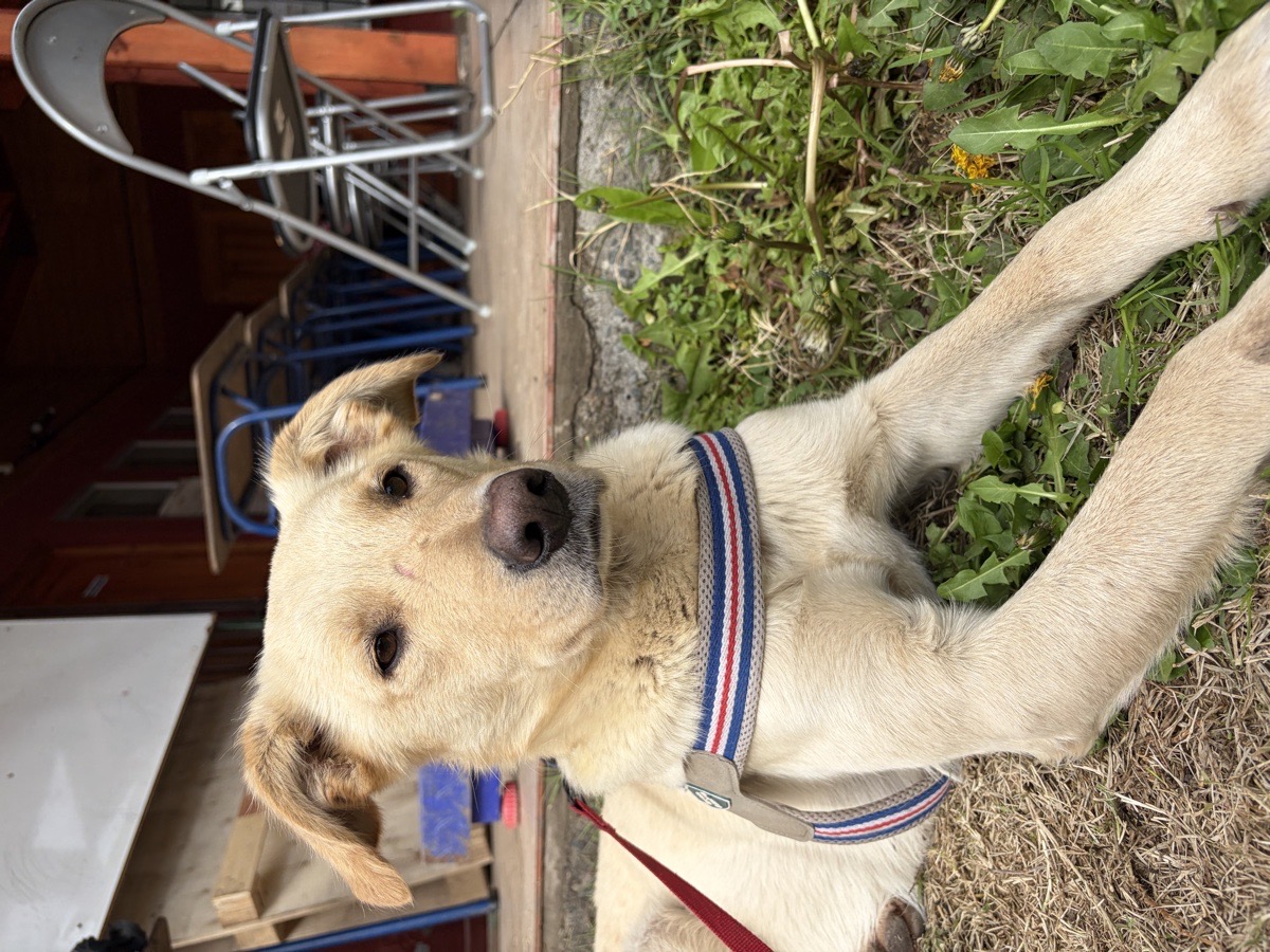 Foto de Perrito