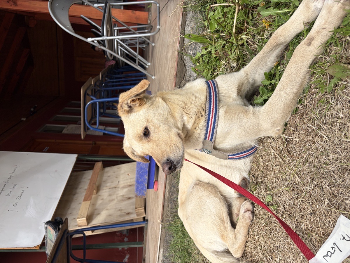 Foto de Perrito