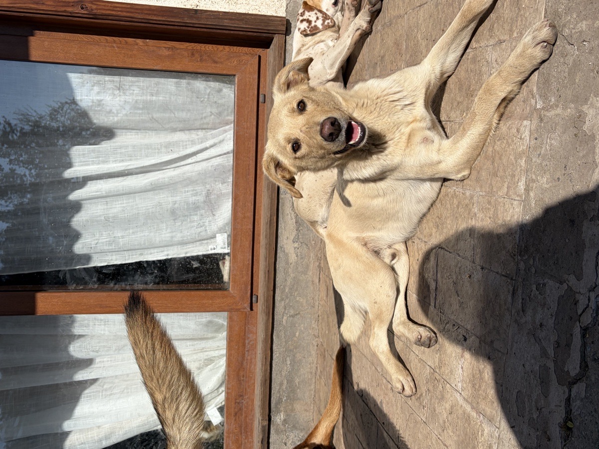 Foto de Perrito