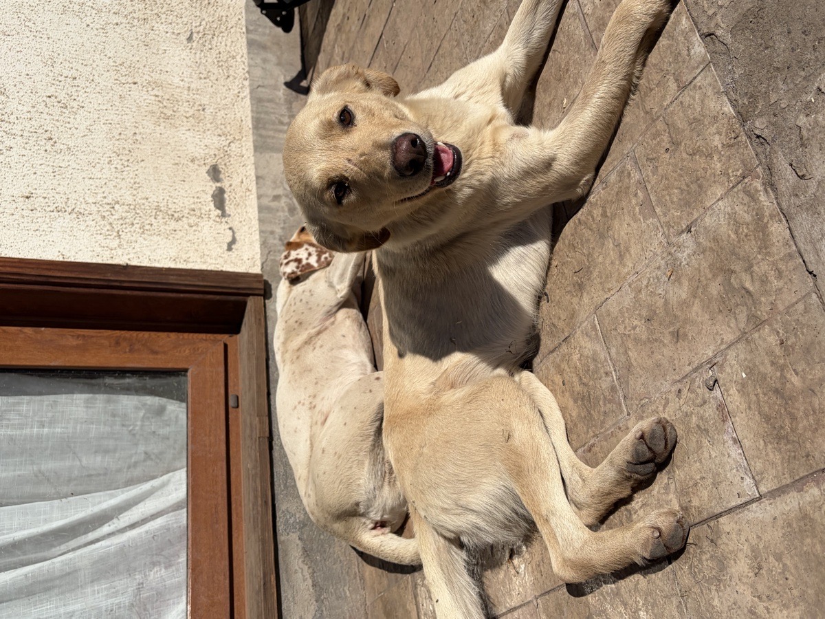 Foto de Perrito