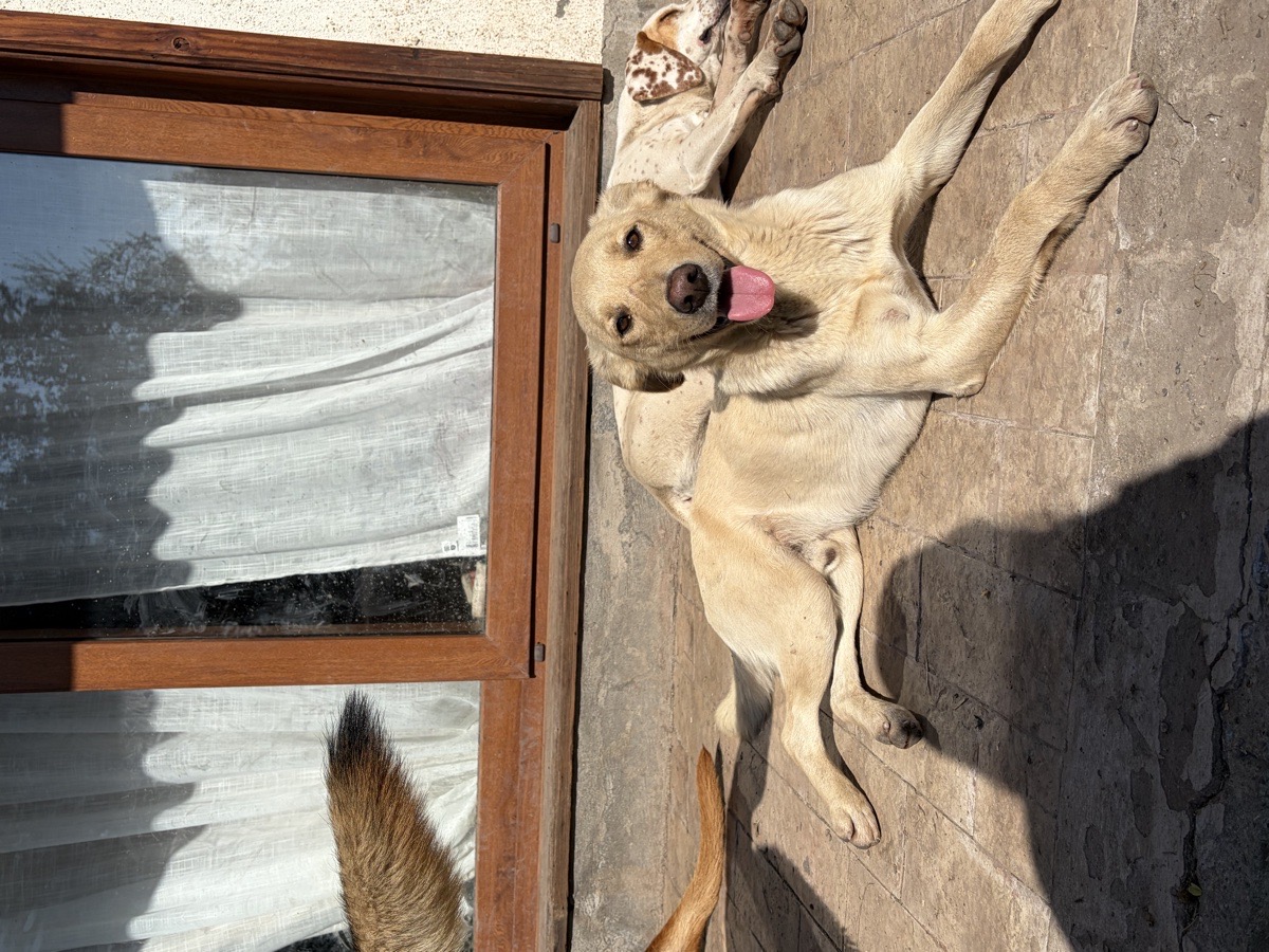 Foto de Perrito