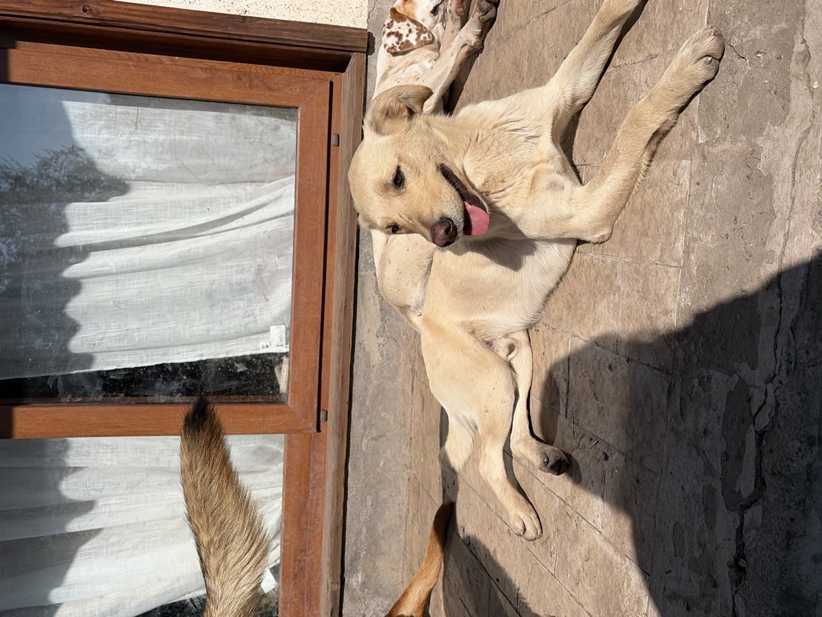 Foto de Perrito