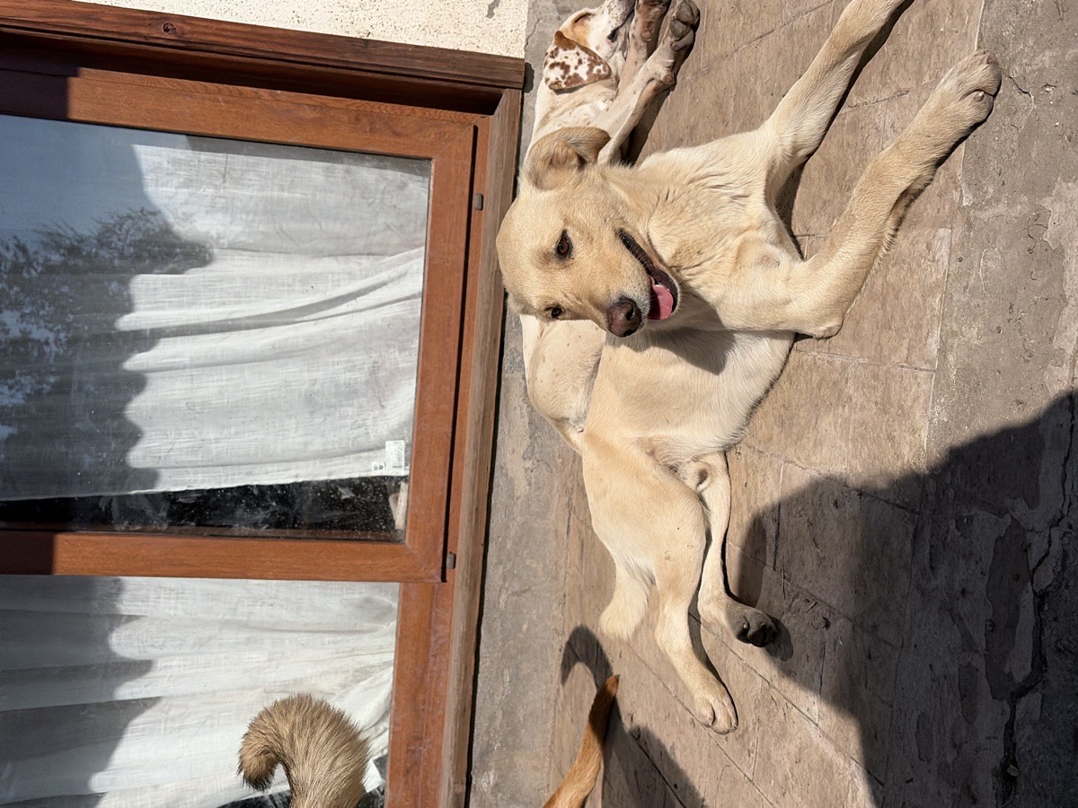 Foto de Perrito