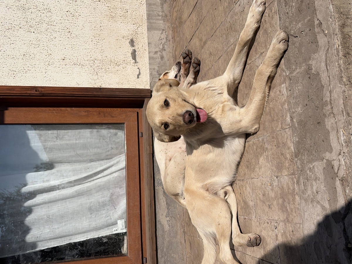Foto de Perrito