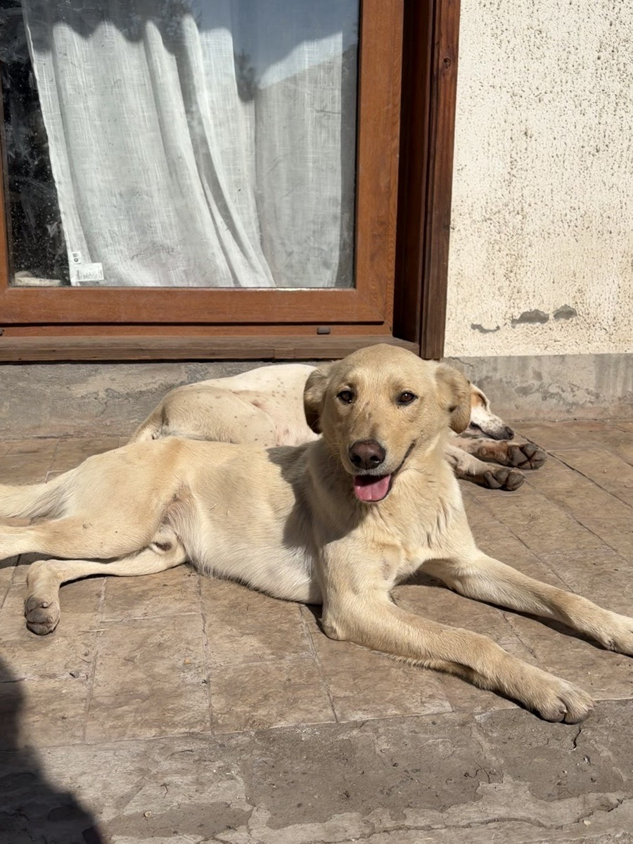 Foto de Perrito