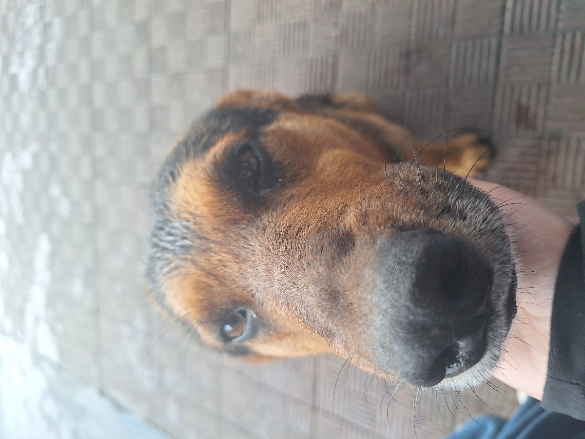 Foto de Lomito